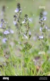 Attēlu rezultāti vaicājumam “Veronica serpyllifolia leaf”