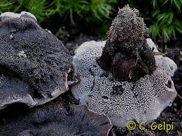 Attēlu rezultāti vaicājumam “Phellodon niger”