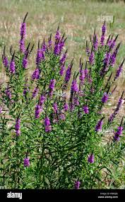Attēlu rezultāti vaicājumam “Lythraceae”