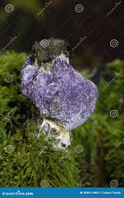 Attēlu rezultāti vaicājumam “Nectriopsis violacea”