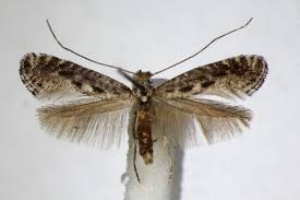 Attēlu rezultāti vaicājumam “Parornix anglicella”