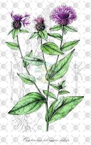 Attēlu rezultāti vaicājumam “Centaurea phrygia flower”