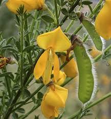 Attēlu rezultāti vaicājumam “Cytisus scoparius leaf”