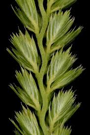 Attēlu rezultāti vaicājumam “Cynosurus cristatus fruit”