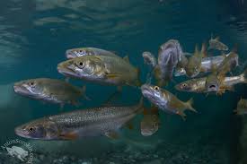 Image result for Ptychocheilus grandis