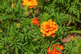 Attēlu rezultāti vaicājumam “Tagetes leaf”