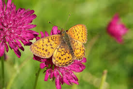 Attēlu rezultāti vaicājumam “Brenthis ino upperside”