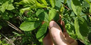 Attēlu rezultāti vaicājumam “Rosa glabrifolia”