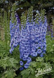 Attēlu rezultāti vaicājumam “Delphinium elatum”