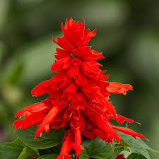 Image result for Salvia splendens