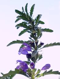 Image result for Dracocephalum moldavicum