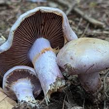 Attēlu rezultāti vaicājumam “Neocudoniella albiceps”