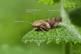 Attēlu rezultāti vaicājumam “Aphrophora alni”