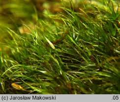 Attēlu rezultāti vaicājumam “Dicranodontium denudatum”