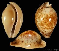 Attēlu rezultāti vaicājumam “Diderma umbilicatum macro”