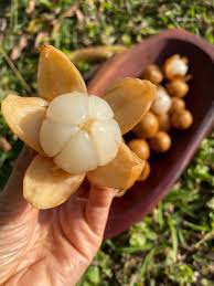 Image result for Lansongammon