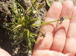 Attēlu rezultāti vaicājumam “Cyperus fuscus”