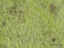 Attēlu rezultāti vaicājumam “Neckera complanata sporophyte”
