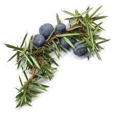 Attēlu rezultāti vaicājumam “Juniperus communis”