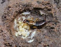 Attēlu rezultāti vaicājumam “Forficula auricularia female”