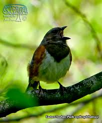 Image result for Pipilo erythrophthalmus