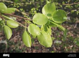 Attēlu rezultāti vaicājumam “Pyrus pyraster leaf”
