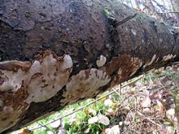 Attēlu rezultāti vaicājumam “Heterobasidion parviporum”