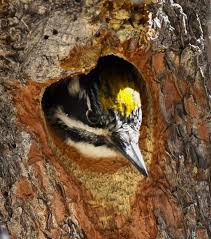 Attēlu rezultāti vaicājumam “Picoides tridactylus adult”
