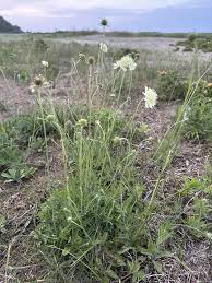 Attēlu rezultāti vaicājumam “Scabiosa ochroleuca”