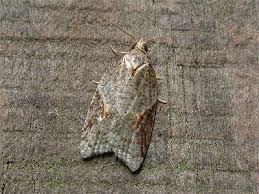 Attēlu rezultāti vaicājumam “Acleris laterana”