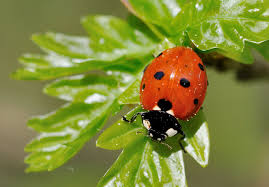 Attēlu rezultāti vaicājumam “Coccinella septempunctata”