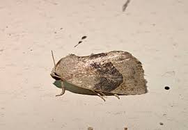 Attēlu rezultāti vaicājumam “Nycteola sp.”