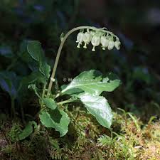 Attēlu rezultāti vaicājumam “Orthilia secunda fruit”
