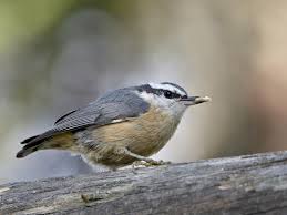 Image result for Sitta canadensis