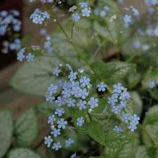 Image result for Brunnera `Jack Frost`
