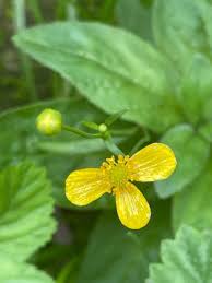 Attēlu rezultāti vaicājumam “Ranunculus flammula”