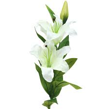 Image result for Lilie