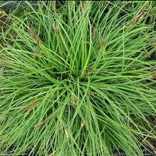 Attēlu rezultāti vaicājumam “Carex caryophyllea”