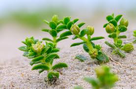 Attēlu rezultāti vaicājumam “Honckenya peploides”