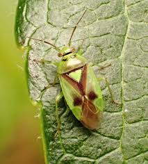 Attēlu rezultāti vaicājumam “Orthops basalis”