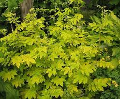 Attēlu rezultāti vaicājumam “Filipendula ulmaria  leaf”