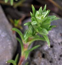 Attēlu rezultāti vaicājumam “Scleranthus annuus flower”