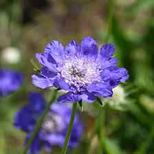 Image result for scabiosa caucasica