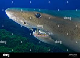 Image result for Odontaspis ferox