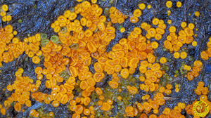 Attēlu rezultāti vaicājumam “Cheilymenia stercorea”