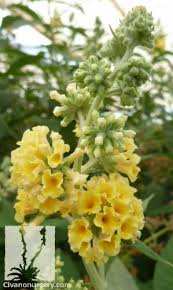 Image result for Buddleja davidii