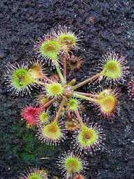 Attēlu rezultāti vaicājumam “Drosera rotundifolia”
