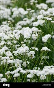 Attēlu rezultāti vaicājumam “Achillea ptarmica leaf”