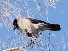 Attēlu rezultāti vaicājumam “Corvus cornix adult”