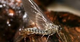 Attēlu rezultāti vaicājumam “Siphlonurus”